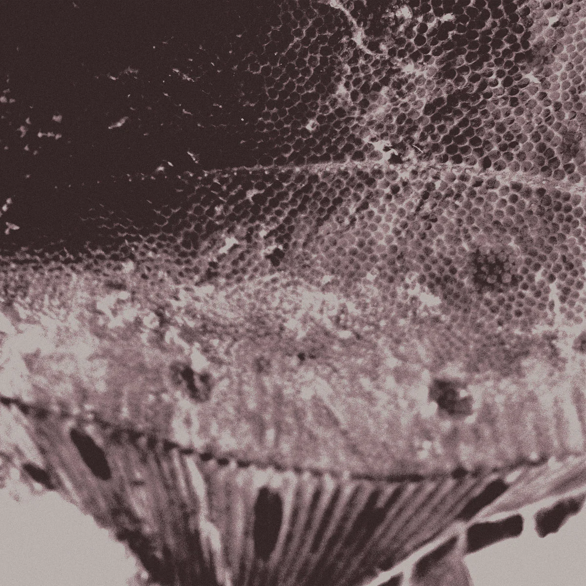 Mark IJzerman - Flounder Maps (LP)