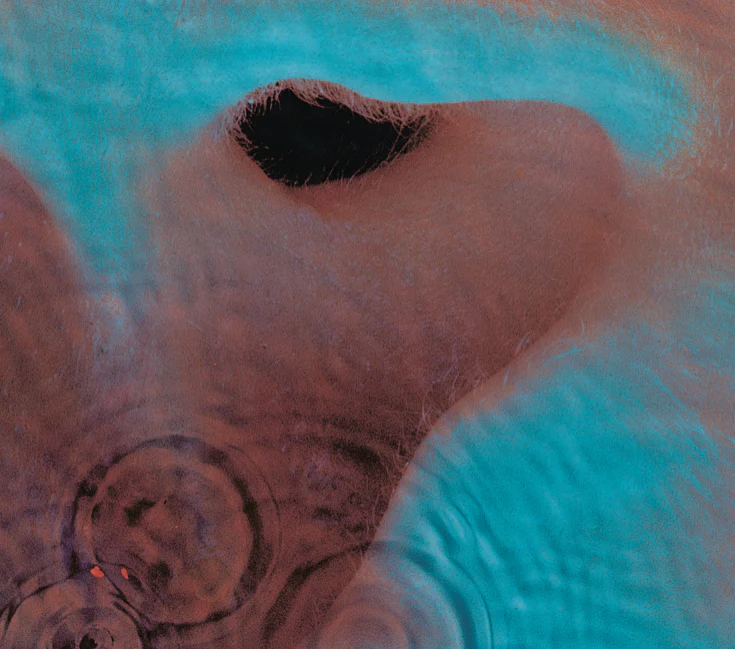 Pink Floyd - Meddle (LP) - Image 2